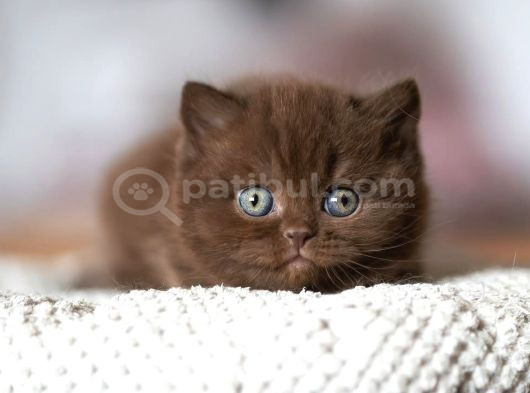 Çikolatalı Gofretler Chocolate British Shorthair Yavrularımı görsel