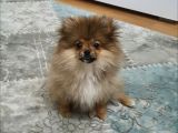 3 Aylik Daha Pomeranian