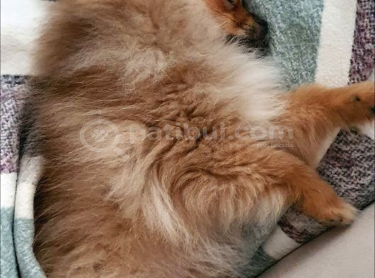 3 Aylik Daha Pomeranian görsel