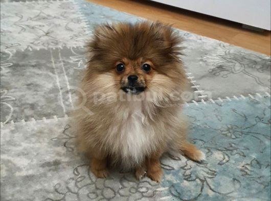 3 Aylik Daha Pomeranian görsel