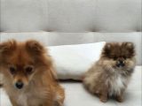 3 Aylik Daha Pomeranian