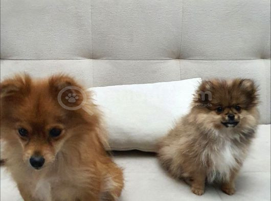 3 Aylik Daha Pomeranian görsel