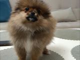 3 aylik daha Pomeranian