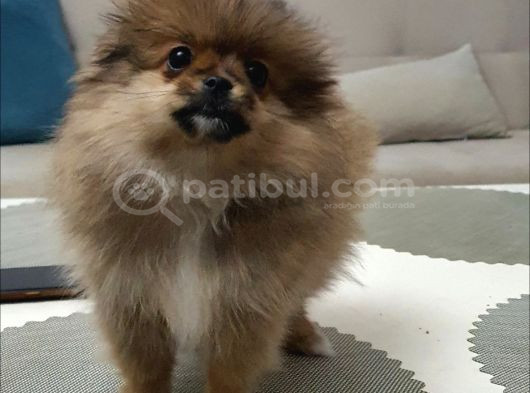 3 Aylik Daha Pomeranian