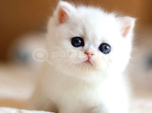 Masmavi Gözlü Ns1133 British Shorthair görsel