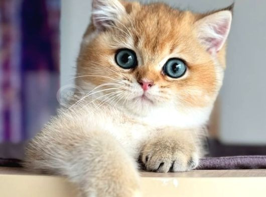 Türünün En Kalitelisi Golden Ny11 British Shorthair görsel