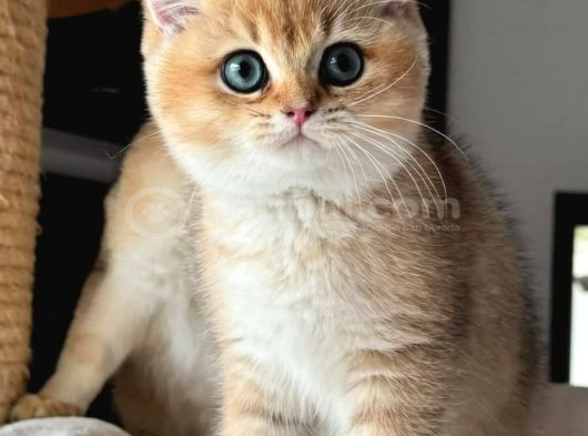 Türünün En Kalitelisi Golden Ny11 British Shorthair görsel