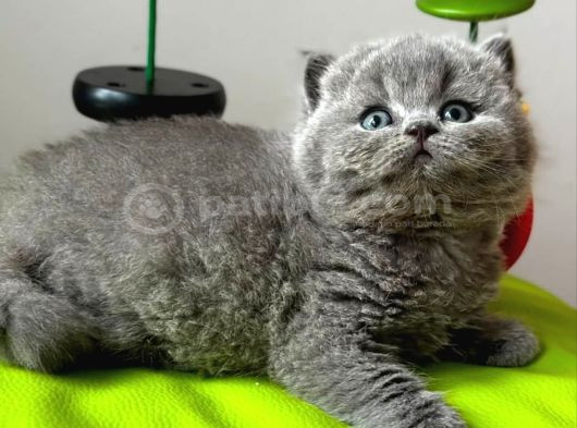 Yuvarlak Kafa Gri British Shorthair görsel