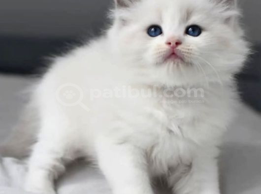 Nadir Bulunan Ragdoll Yavrumuz görsel