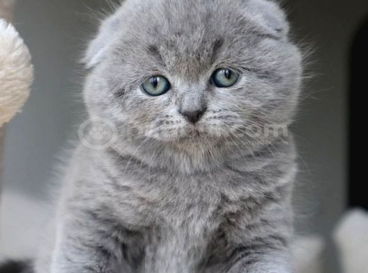 Duman Grisi Scottish Fold Shorthair görsel