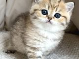 Benzersiz Black Golden British Shorthair