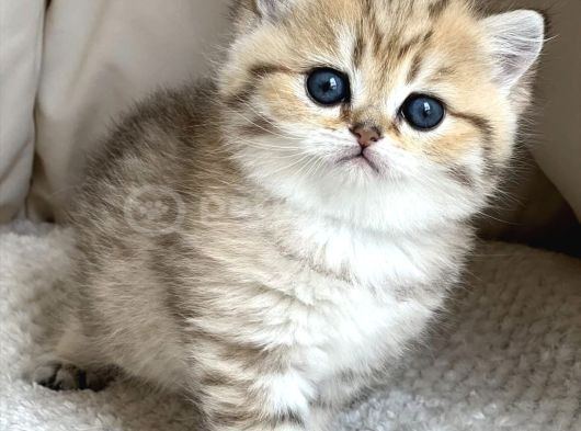 Benzersiz Black Golden British Shorthair