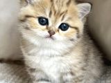 Benzersiz Black Golden British Shorthair