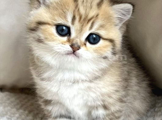 Benzersiz Black Golden British Shorthair görsel