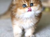 Emsalsiz Golden Ny11 British Longhair