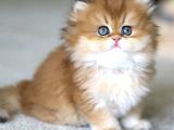 Emsalsiz Golden NY11 British Longhair