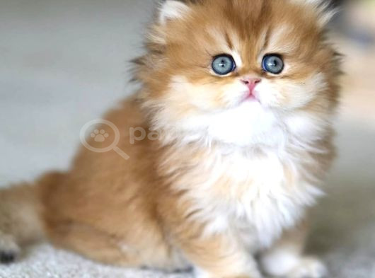 Emsalsiz Golden Ny11 British Longhair