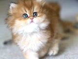 Emsalsiz Golden Ny11 British Longhair
