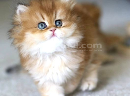 Emsalsiz Golden Ny11 British Longhair görsel
