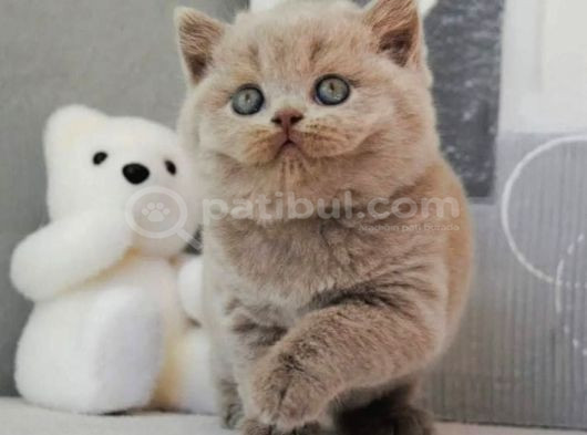 En Özel Lilac British Shorthair görsel