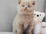 En Özel Lilac British Shorthair
