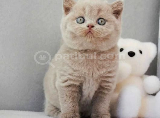 En Özel Lilac British Shorthair görsel