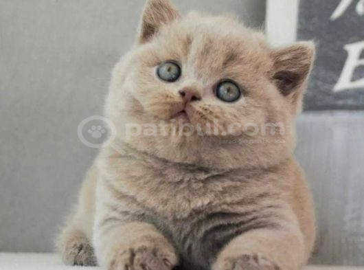En Özel Lilac British Shorthair
