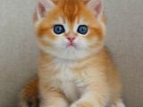 Şaheser Gibi Golden Ny12 British Shorthair