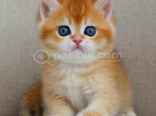 Şaheser Gibi Golden Ny12 British Shorthair