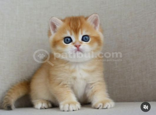 Şaheser Gibi Golden Ny12 British Shorthair görsel