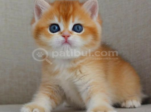 Şaheser Gibi Golden Ny12 British Shorthair görsel
