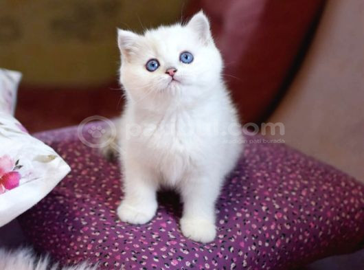 Kar Topu Mavi Göz Ns1133 British Shorthair görsel