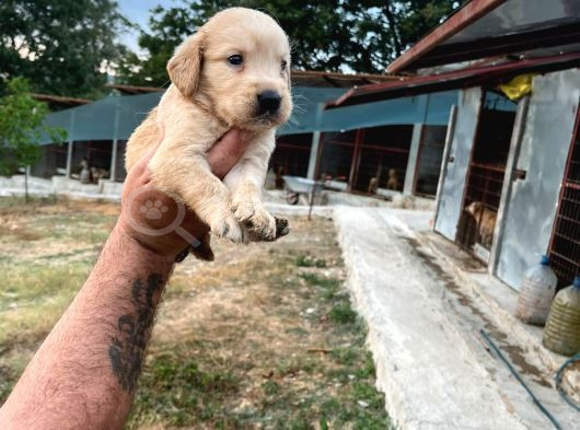 Dişi Erkek Golden Yavrularımız Yeni Ailelerine Gitmeye Hazir görsel