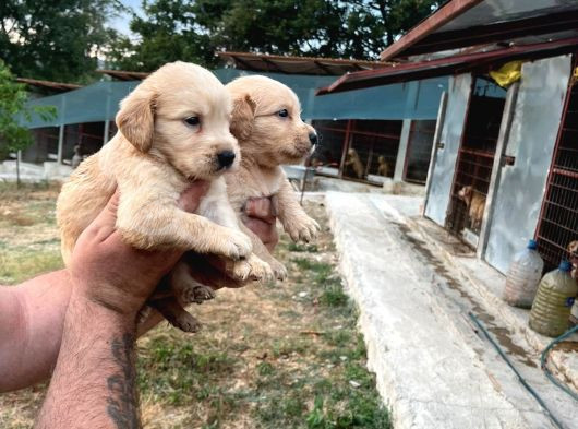 Dişi Erkek Golden Yavrularımız Yeni Ailelerine Gitmeye Hazir görsel