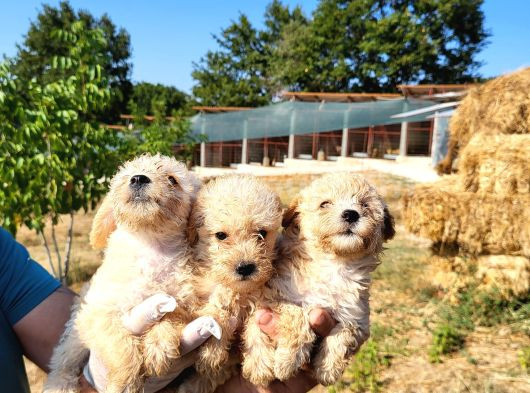 Dişi Maltipoo Yavrularımız Yeni Ailelerine Gitmeye Hazirlar görsel