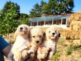 Dişi Maltipoo Yavrularımız Yeni Ailelerine Gitmeye Hazirlar