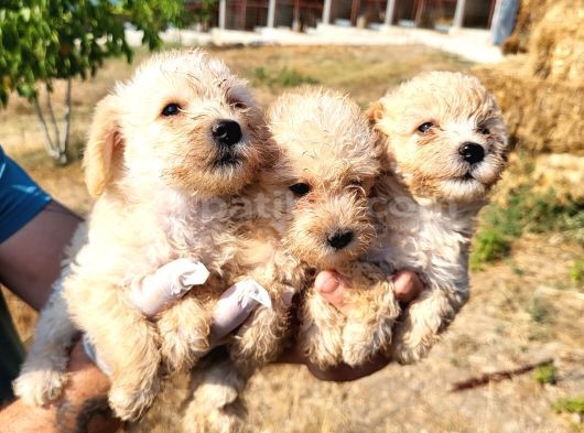 Dişi Maltipoo Yavrularımız Yeni Ailelerine Gitmeye Hazirlar