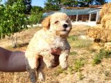 Dişi Maltipoo Yavrularımız Yeni Ailelerine Gitmeye Hazirlar