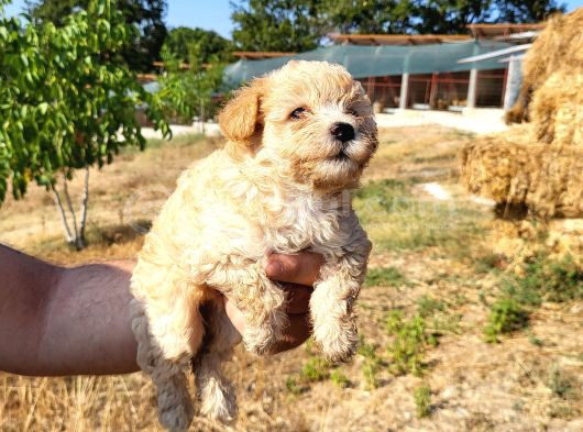 Dişi Maltipoo Yavrularımız Yeni Ailelerine Gitmeye Hazirlar görsel