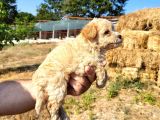 Dişi Maltipoo Yavrularımız Yeni Ailelerine Gitmeye Hazirlar