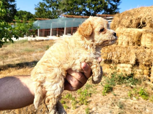 Dişi Maltipoo Yavrularımız Yeni Ailelerine Gitmeye Hazirlar görsel