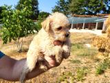 Dişi Maltipoo Yavrularımız Yeni Ailelerine Gitmeye Hazirlar
