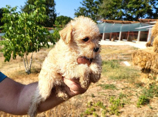 Dişi Maltipoo Yavrularımız Yeni Ailelerine Gitmeye Hazirlar görsel