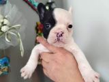 French buldog yavruları