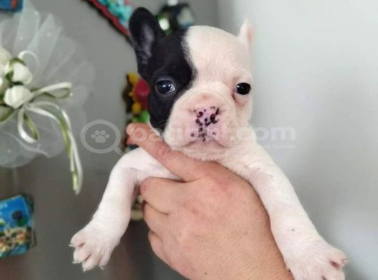 French Buldog Yavruları