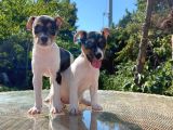 Kısa kuyruk kısa bacak jack russel terrier