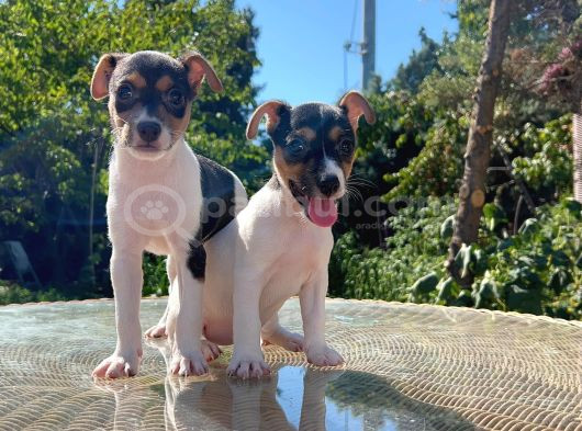 Kısa Kuyruk Kısa Bacak Jack Russel Terrier