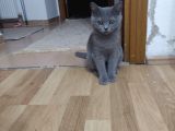 British Shorthair 3 Aylik Erkek Yavru 2000Tl 