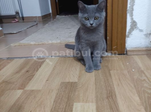 British Shorthair 3 Aylik Erkek Yavru 2000Tl  görsel