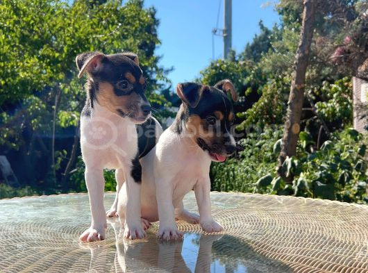Kısa Kuyruk Kısa Bacak Jack Russel Terrier görsel